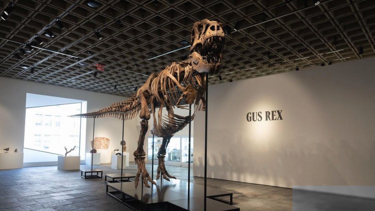Fosil T-Rex Gus Terjual Rp801 Miliar, Picu Debat Ilmuwan