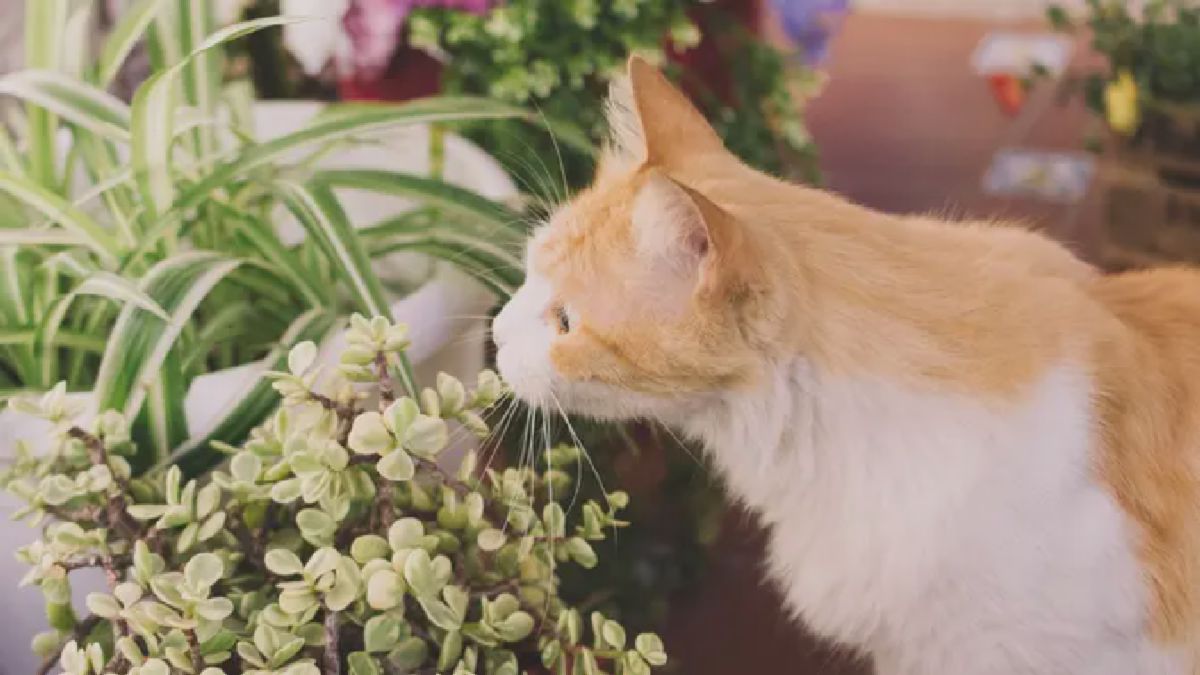 Taman Hujan Pot Dipadukan Tanaman Pengusir Kucing, Ini Manfaatnya