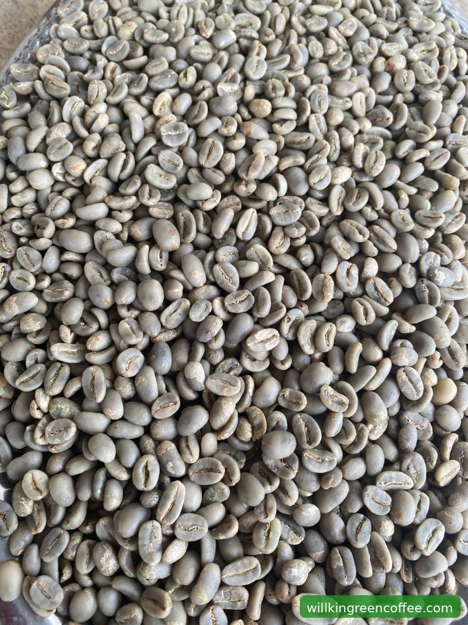 Willkin Green Coffee Viral karena Cerita Otentik Petani