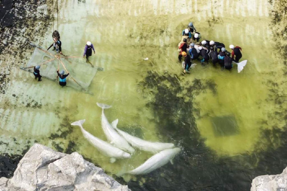 Dua Beluga dan Empat Lumba-Lumba Marineland Pindah ke Akuarium Spanyol