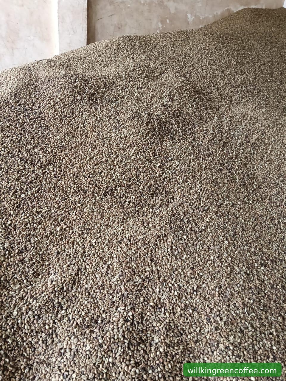 Jejak Sebutir Kopi: Dari Lereng Aceh ke Meja Roaster Eropa Bersama Willkin Green Coffee