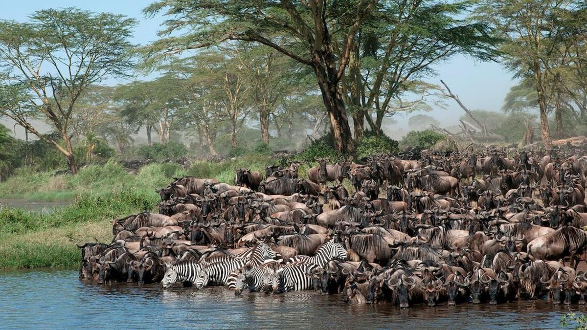 Pembantaian Besar di Afrika Disiarkan Langsung, Ratusan Ribu Tewas