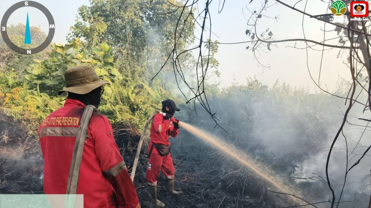335 Konsesi Hutan di Sumatra dan Kalimantan Terbakar, Luasnya 85.000 Ha