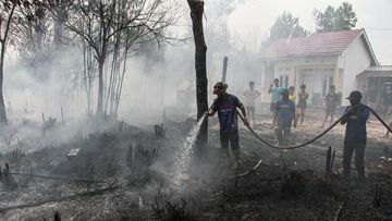Daftar 6 Perusahaan di Kalimantan Disanksi Kemenhut Buntut Karhutla