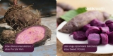 Ini Perbedaan Ube Vs Ubi Ungu